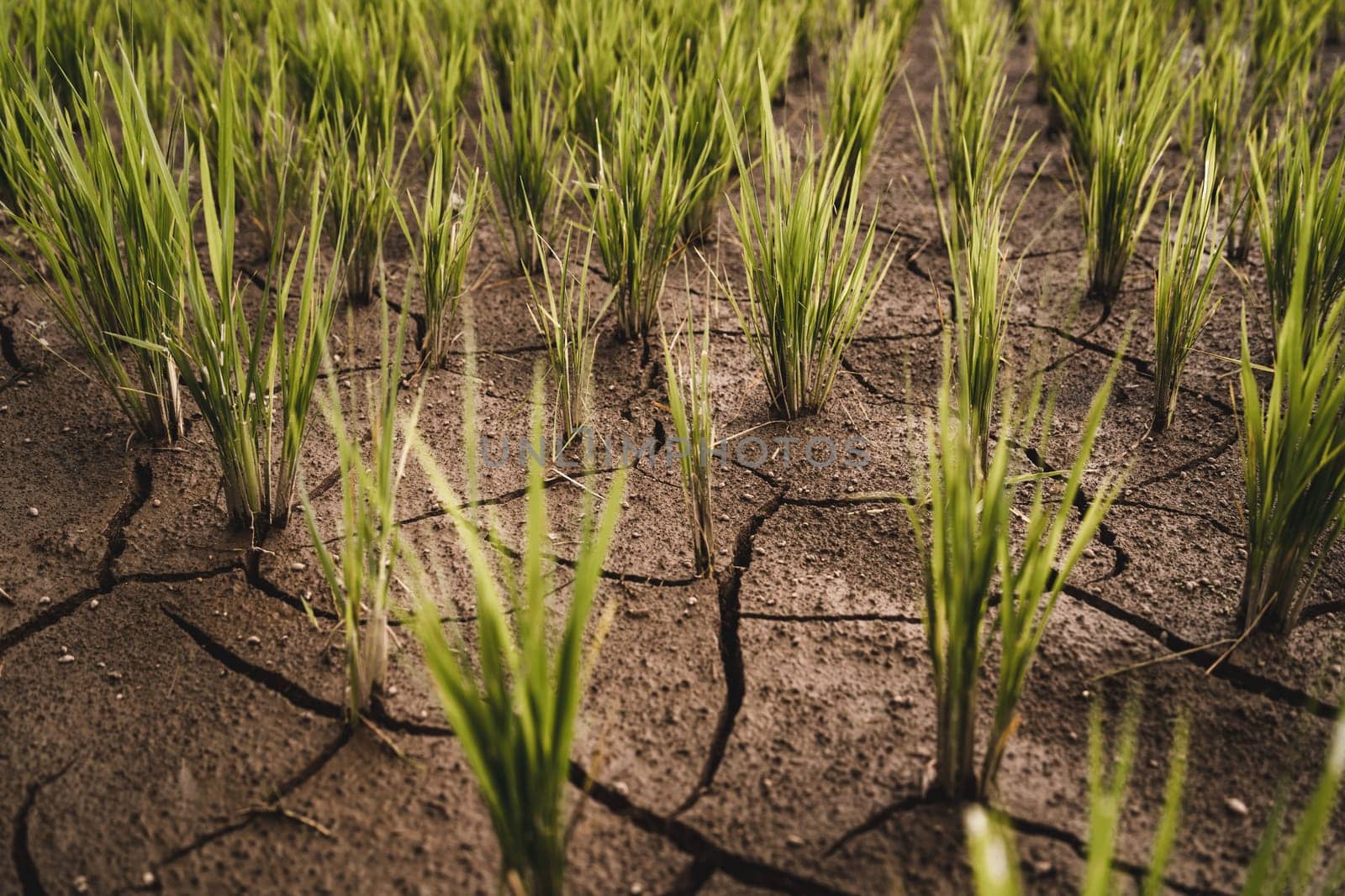 Close up view of cracked ground with rice plants. Rice agriculture and paddy fields farming