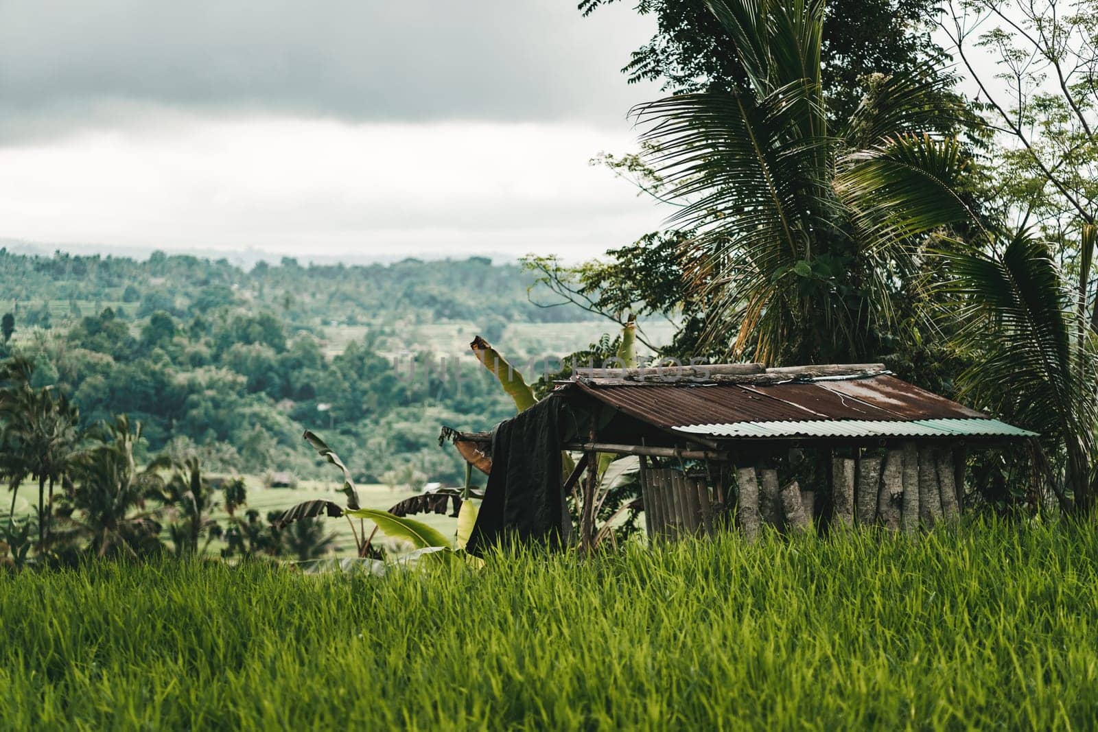 Close up shot of farm barn in rice field. Farming rice plantation, balinese paddy agriculture