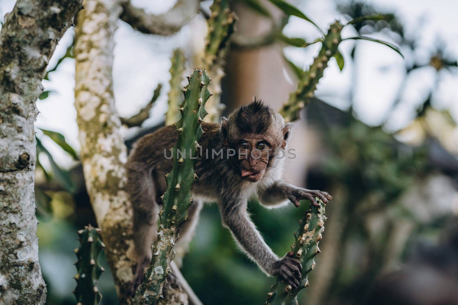 Close up shot of little monkey hanging on tree in monkey forest. Cute macaque climbing on bush branch