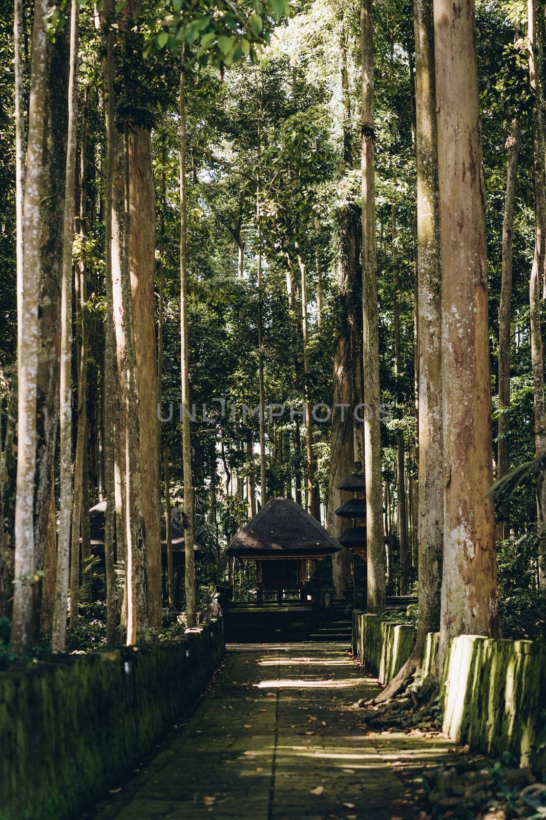 Photo of monkey forest trees way to hindu temple by Popov