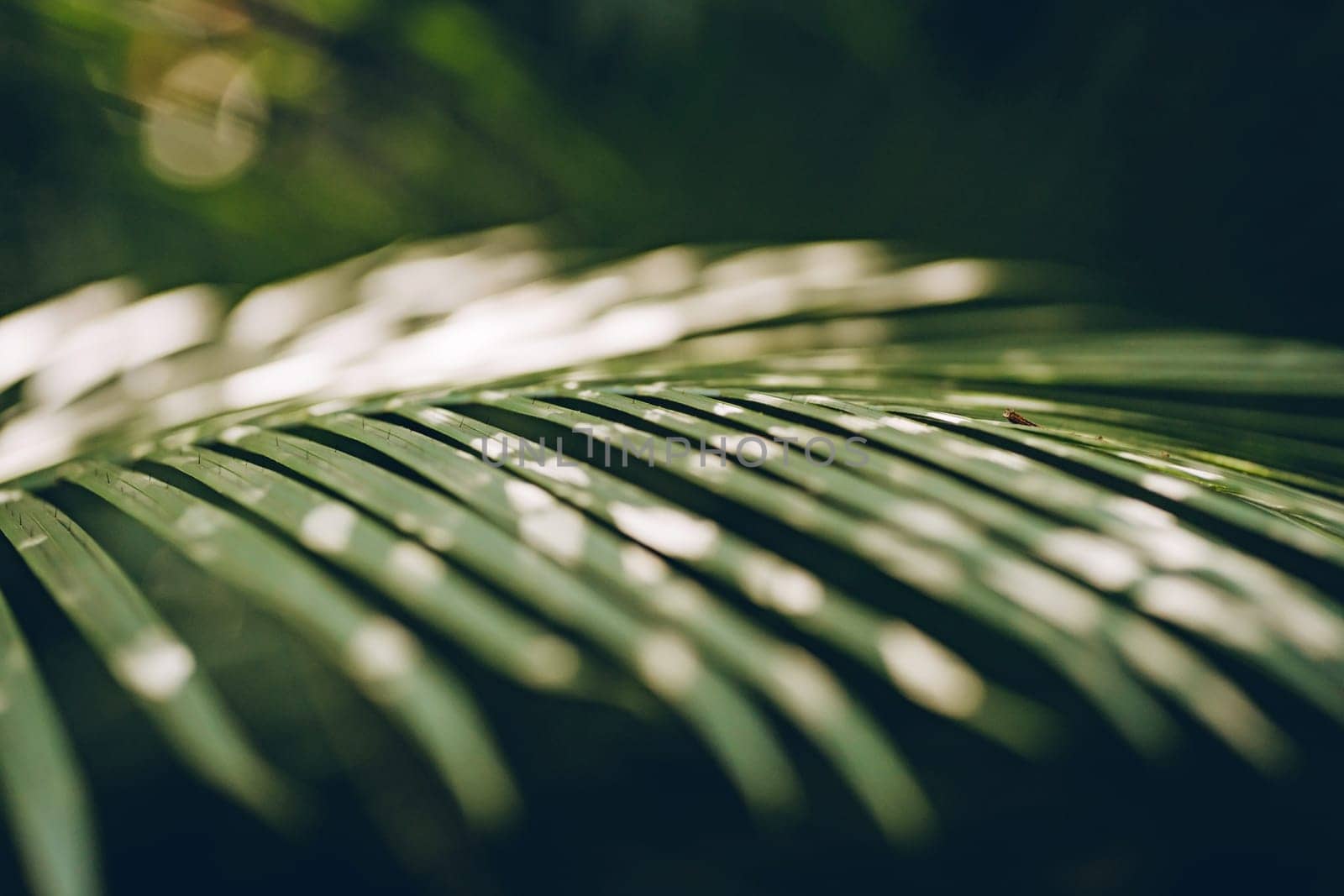 Close up shot of green horizontal palm leaf by Popov