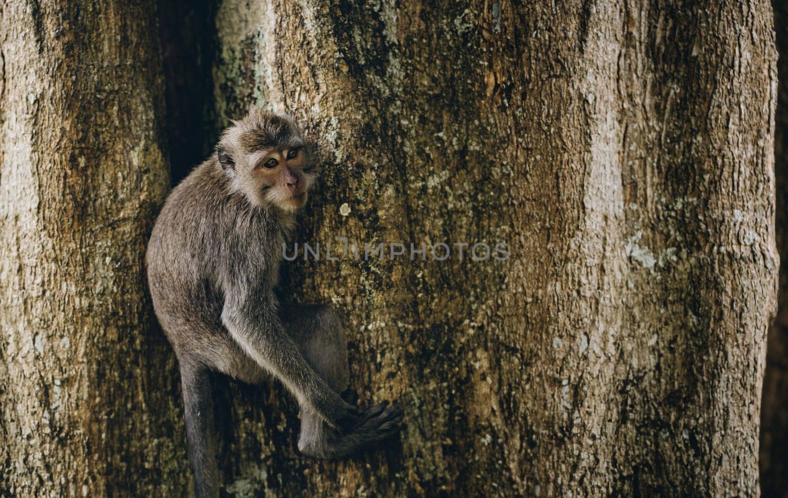 Close up shot of monkey hanging on trunk tree. Climbing macaque in sacred monkey forest sanctuary