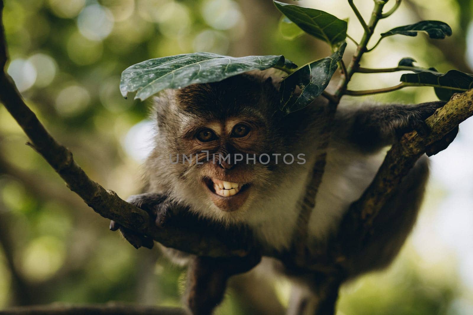 Close up shot of smiling with teeth monkey hanging on branch. Happy monkey climbing on tree