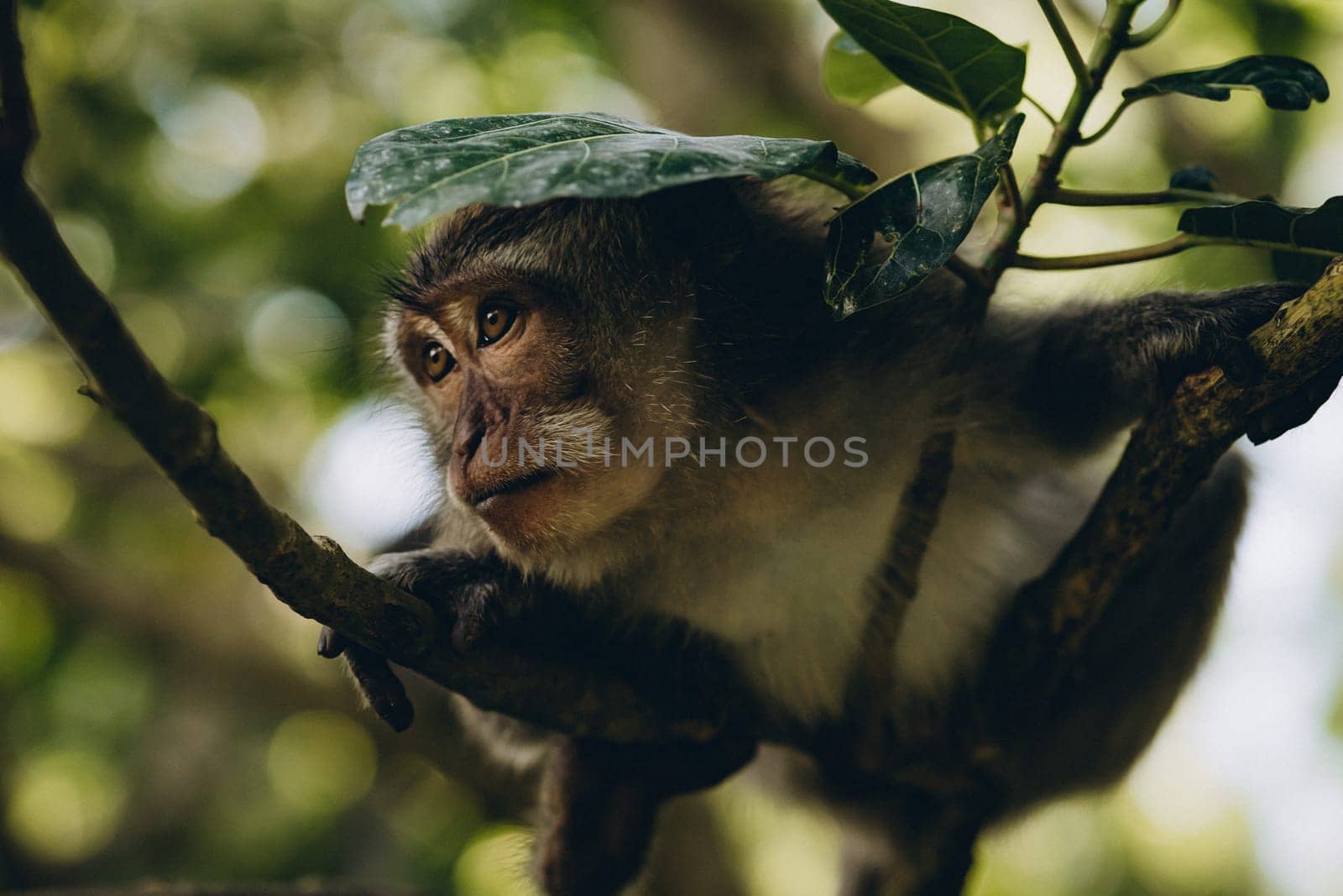 Close up shot of smiling with teeth monkey hanging on branch. Happy monkey climbing on tree