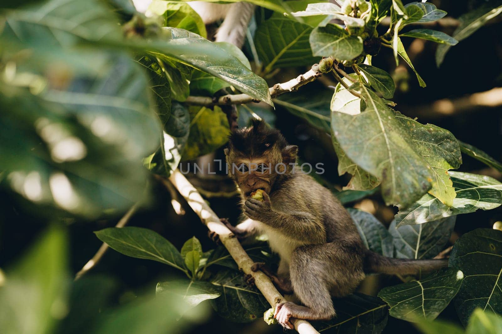 Close up shot of smiling with teeth monkey hanging on branch. Happy monkey climbing on tree