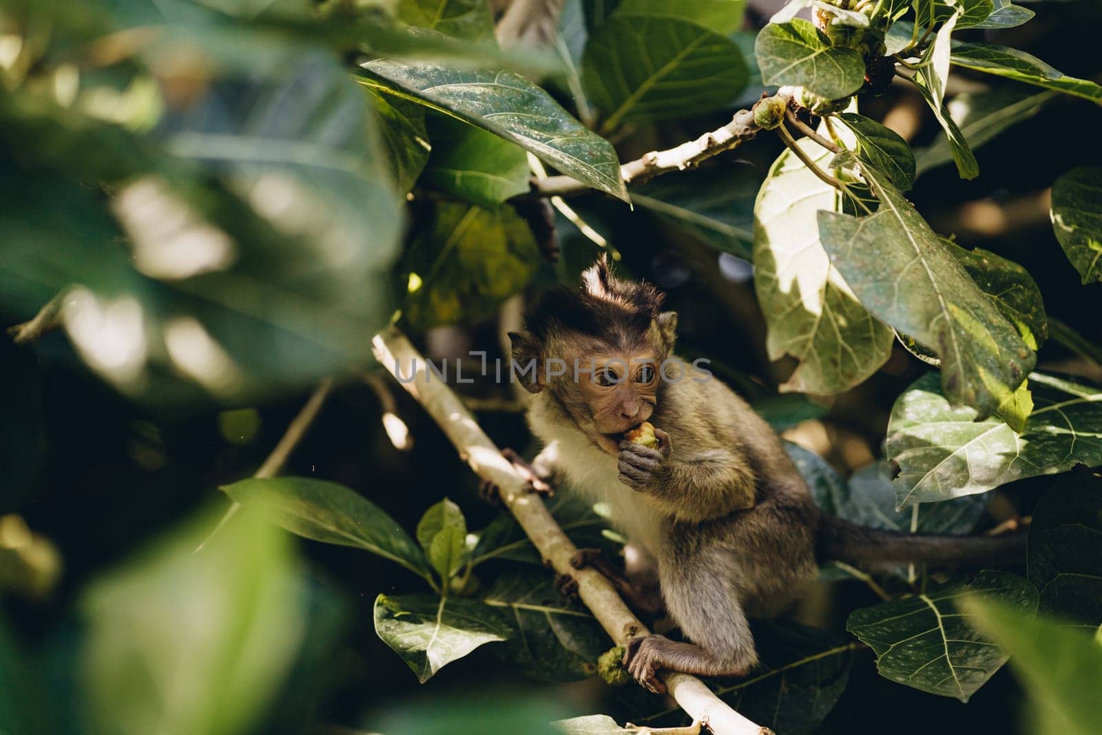 Close shot of cute funny monkey looking down from tree with nature background. Ubud sacred monkey forest