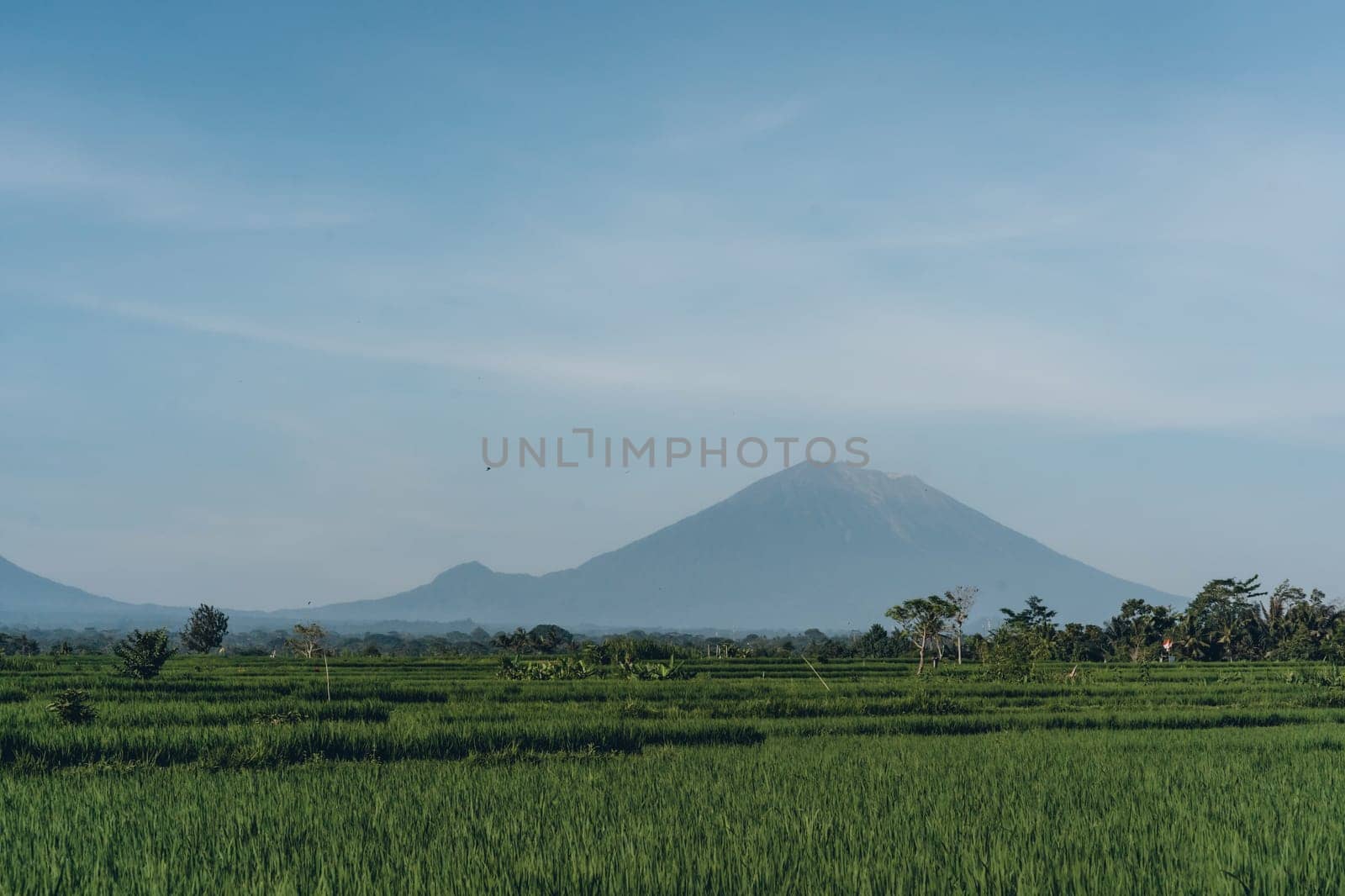 Landscape view of green rice field and mountain. Cloudy and misty morning paddy field plantation