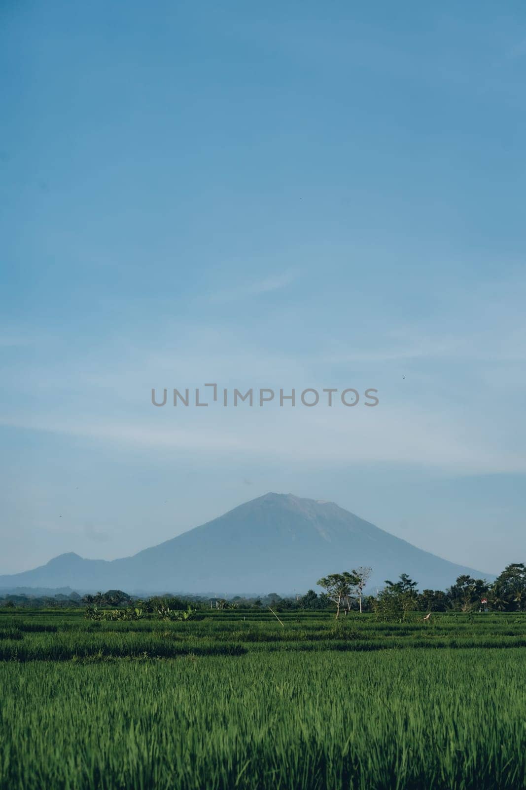 Landscape view of green rice field and mountain by Popov