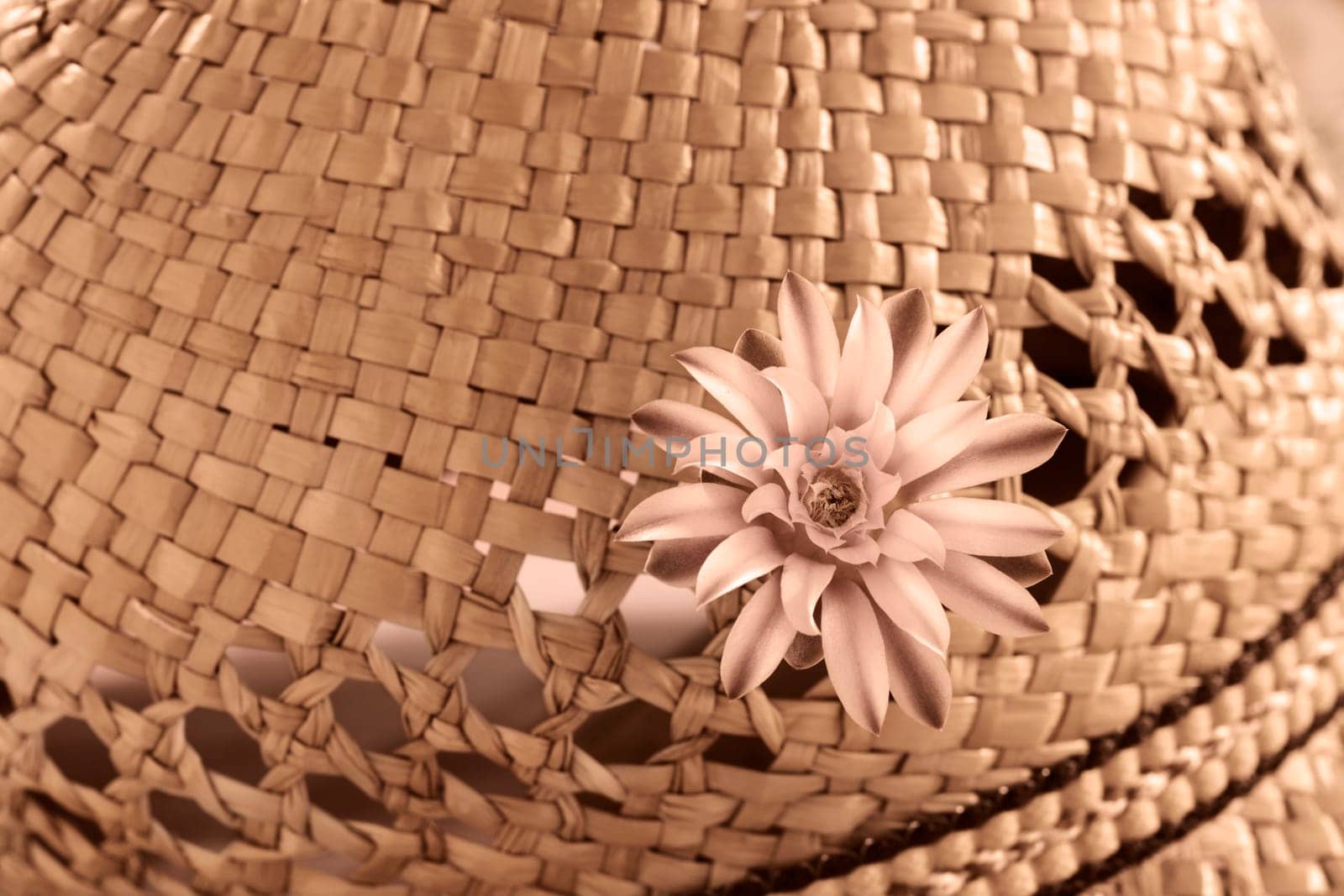 Cactus flower , brown monochrome studio shot by victimewalker