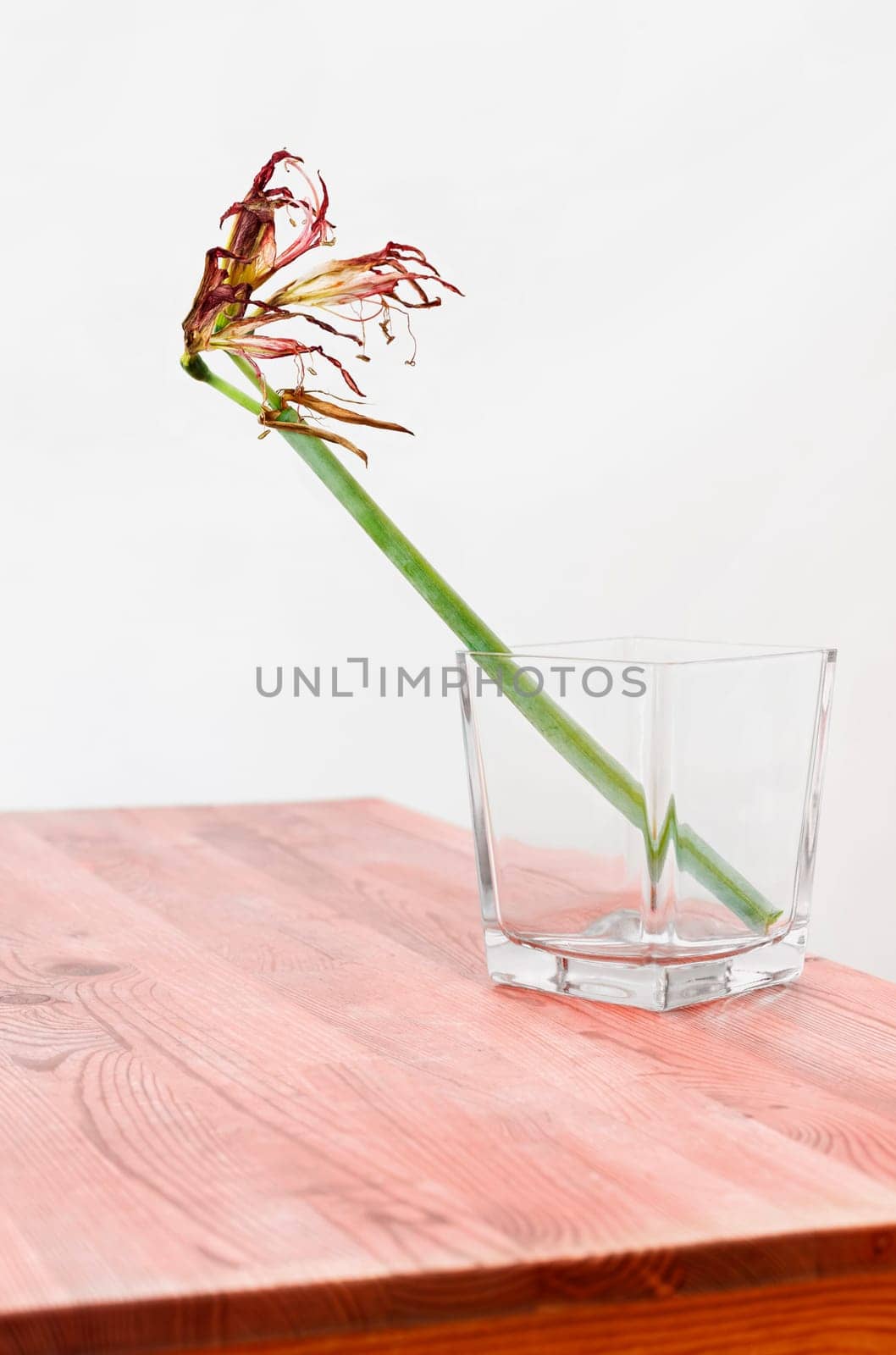 Dried flower of amaryllis in vase , memories and romantic activity