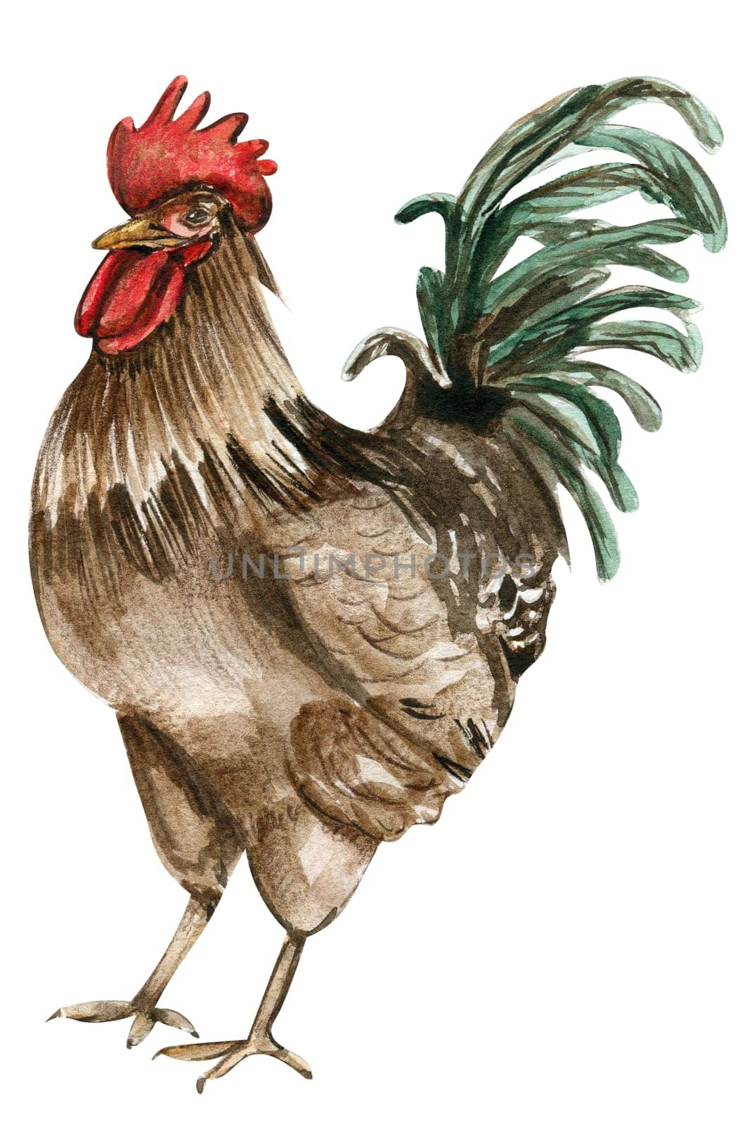 Watercolor drawing cock. Hand drawn rooster, artistic painting illustration of fowl. Watercolor illustration of hen. Perfect for wedding invitation, greetings card, posters.