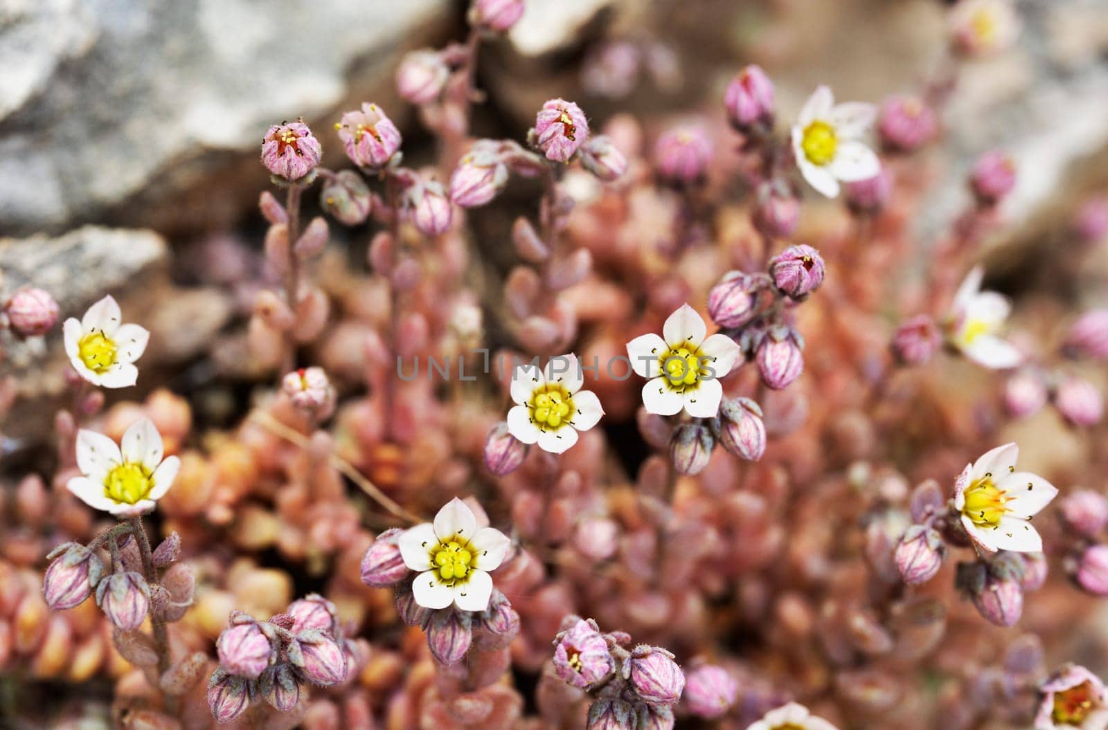 Flowers of sedum stonecrop by victimewalker