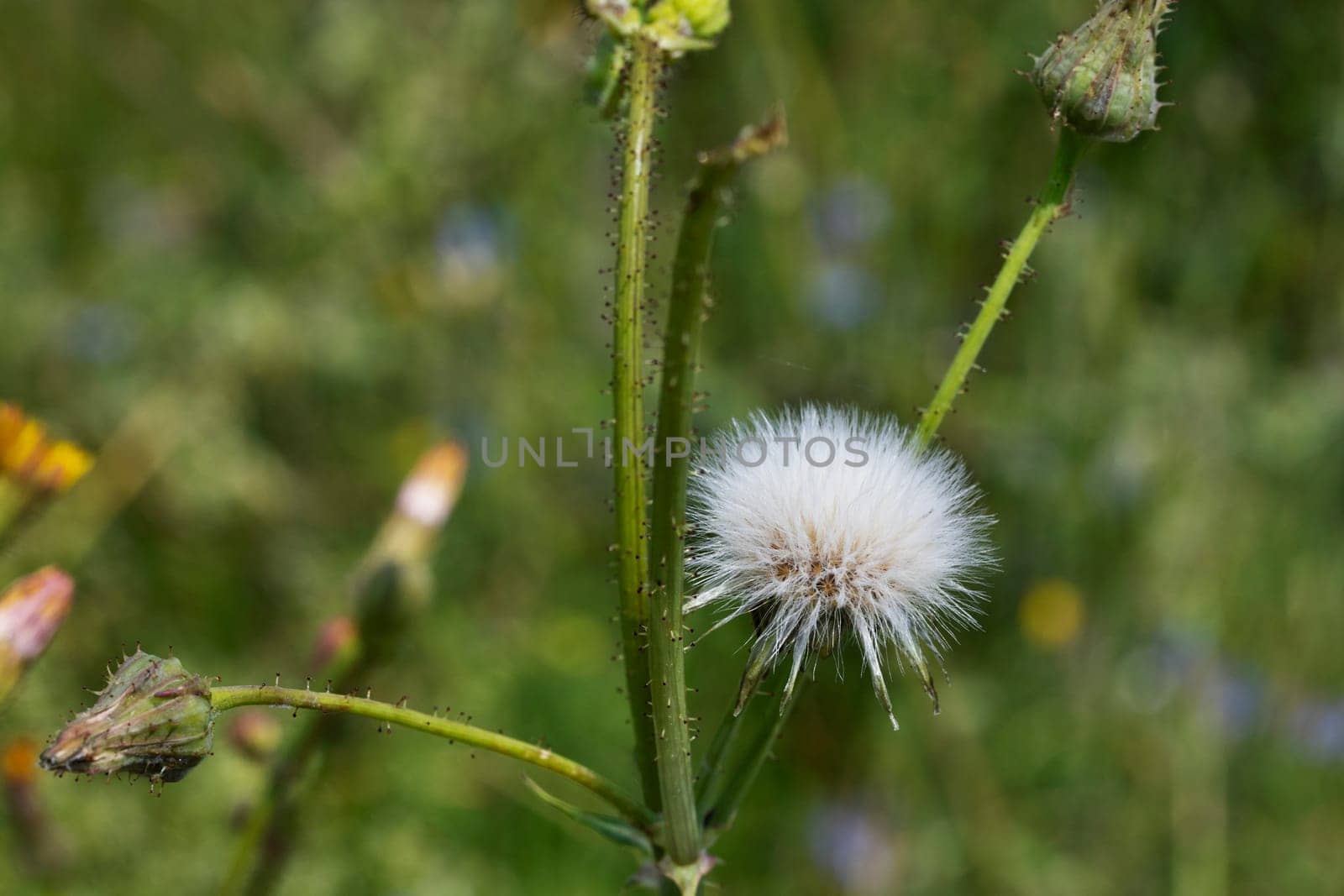 Seedhead of sonchus flower by victimewalker