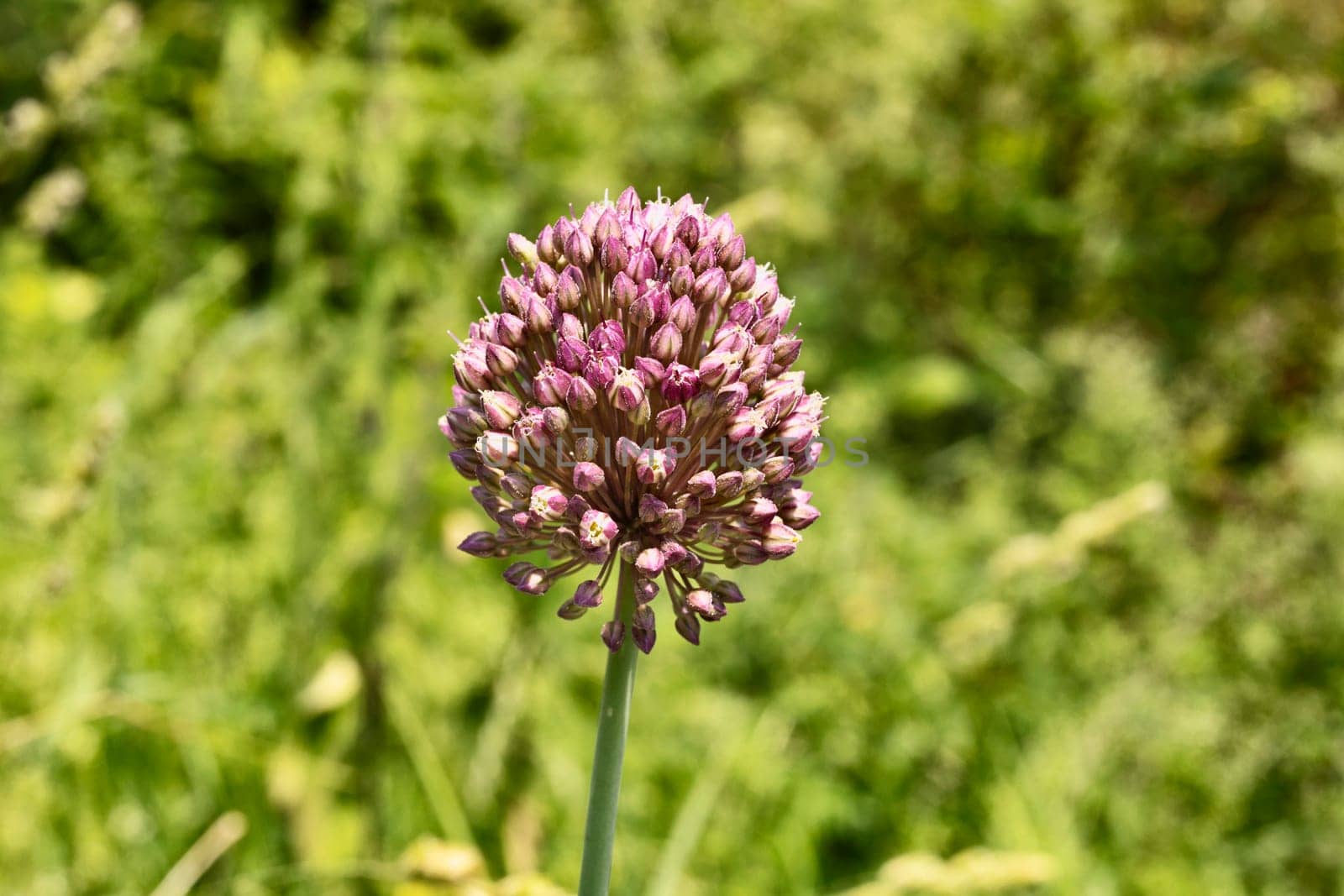 Ornamental plant of allium ampeloprasum commonly known as wild leek , beautiful  pink flower ,uncultivated plant