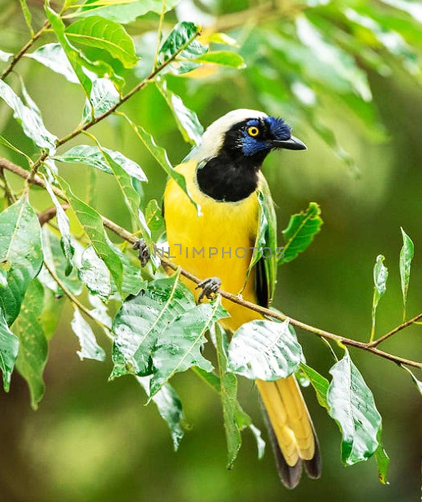 Beautiful Ecuador wildlife  Pictures by TravelSync27