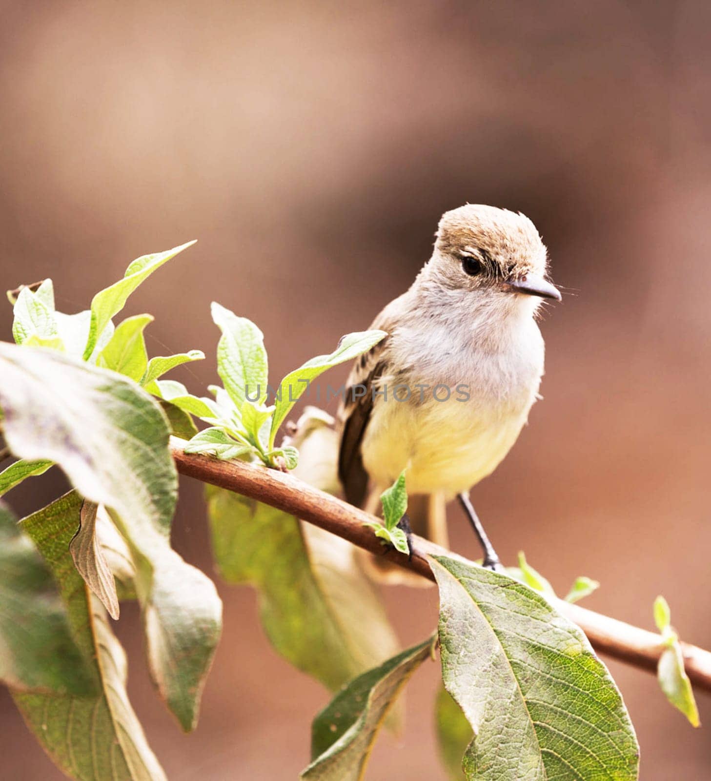 Beautiful Ecuador wildlife  Pictures by TravelSync27