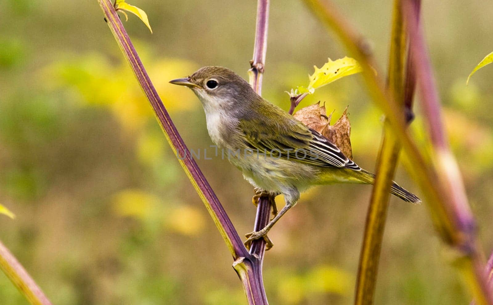 Magical Ecuador wildlife  Pictures