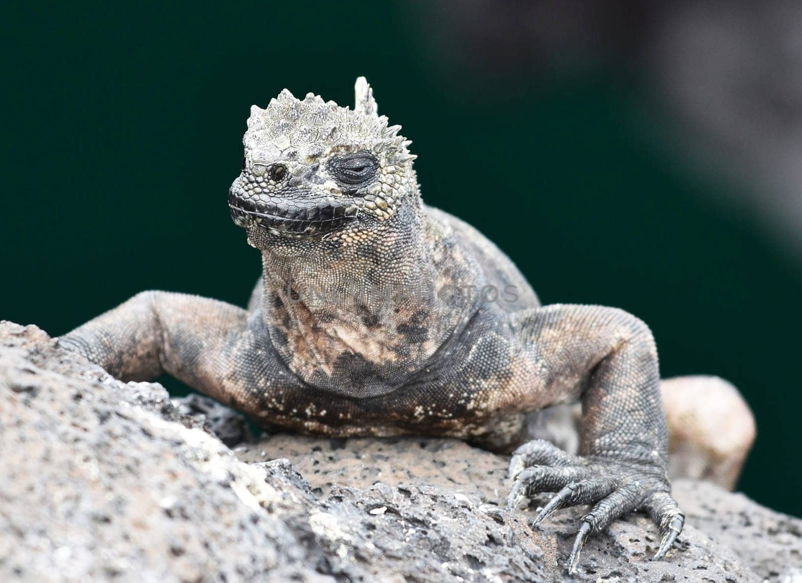 Magical Ecuador wildlife  Pictures