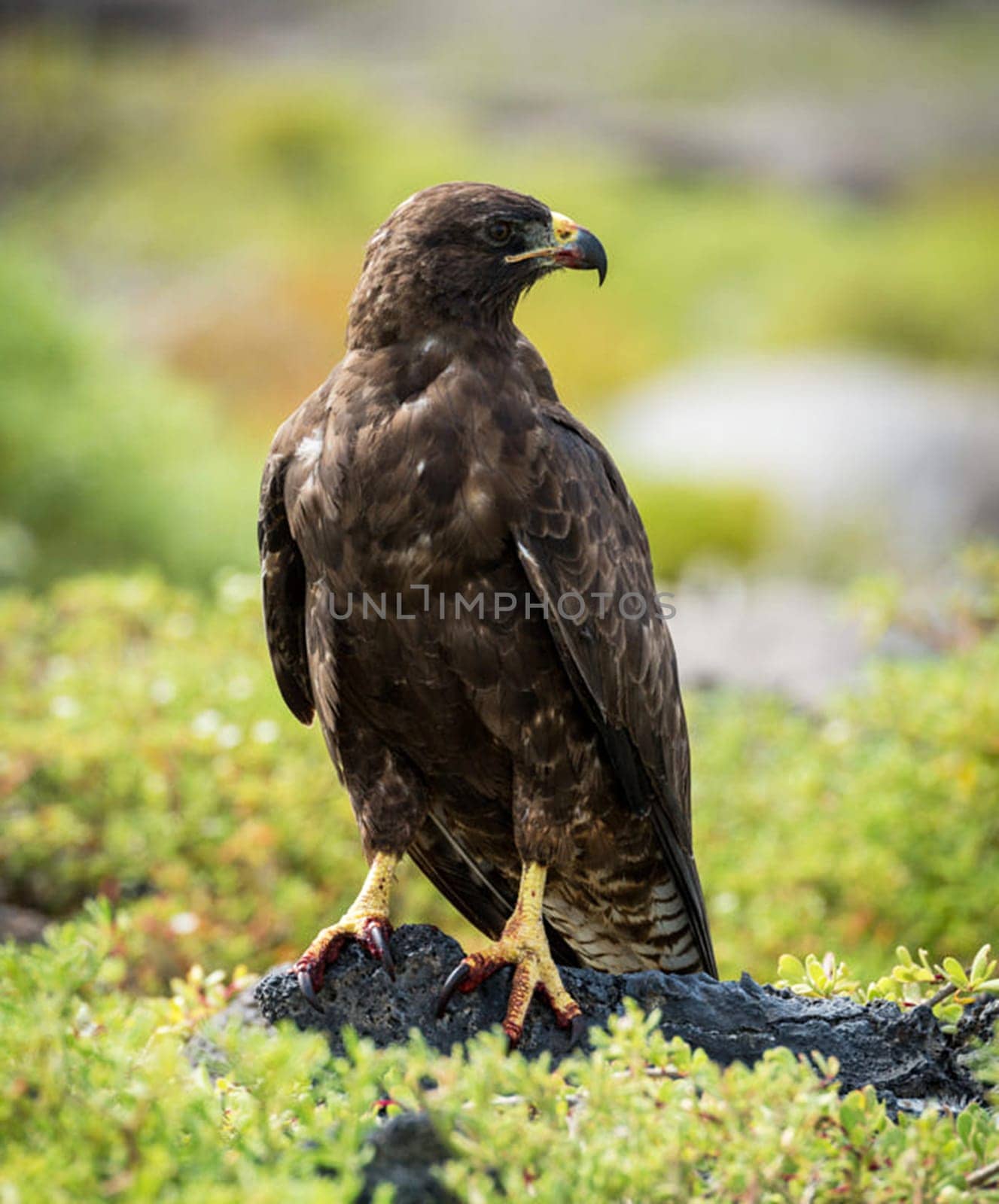 Magical Ecuador wildlife  Pictures