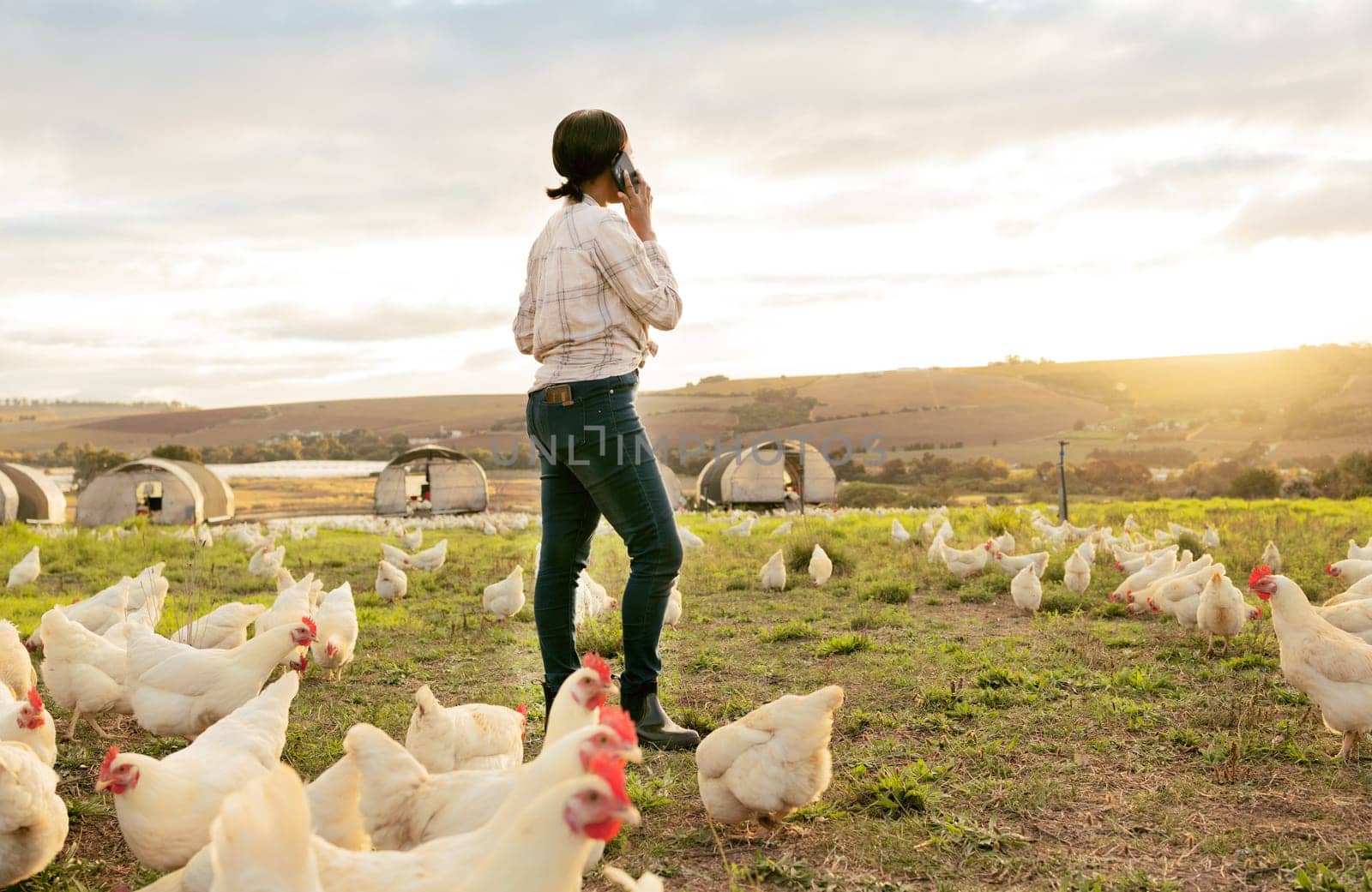 Agriculture, chicken and phone of farm woman in countryside with 5g communication for poultry business. Grass, animals and farmer on mobile talk on field with rooster livestock in South Africa