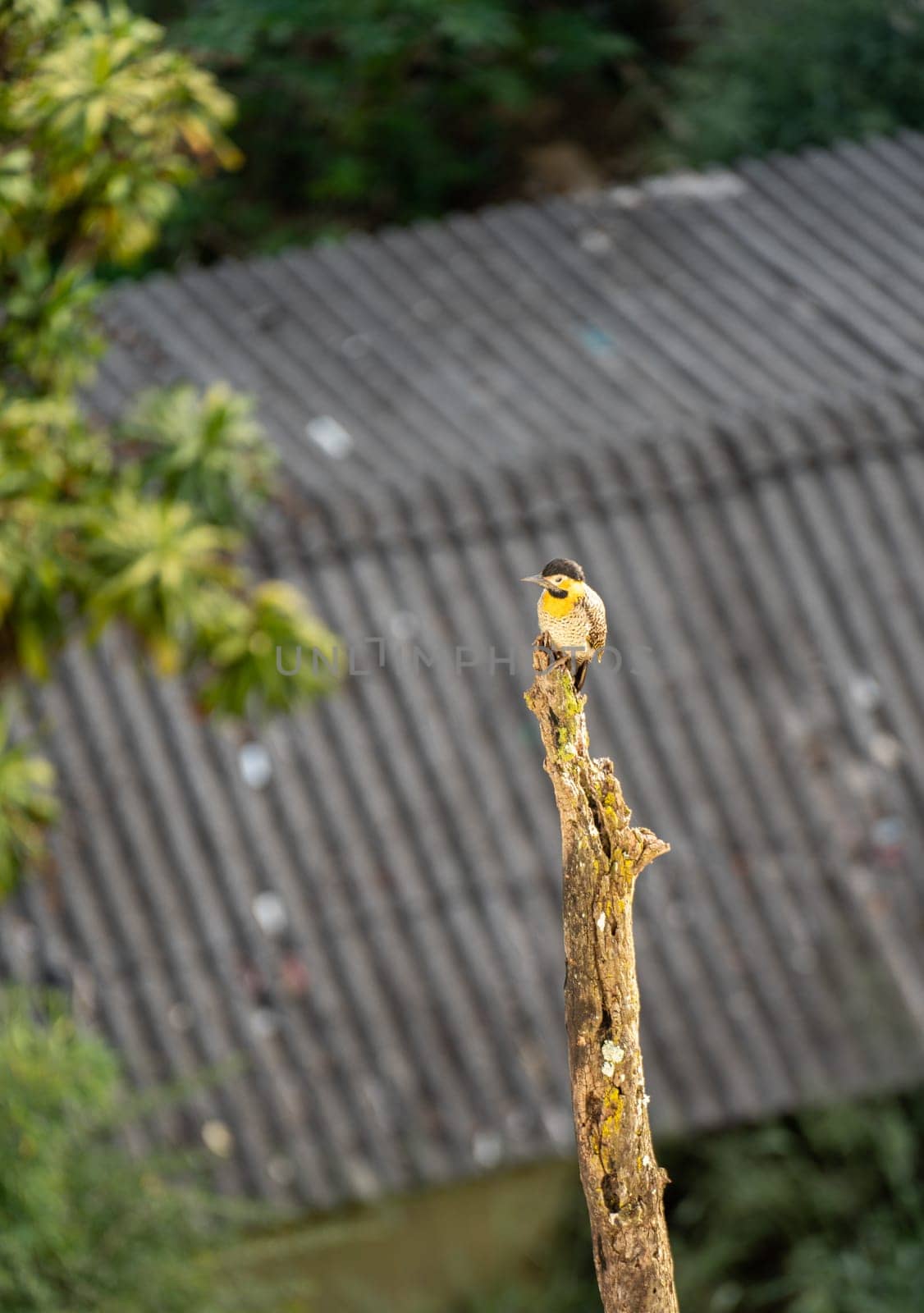 A woodpecker with yellow and black feathers perches on a dry tree trunk, blending into the urban surroundings with a blurry corrugated roof in the background.