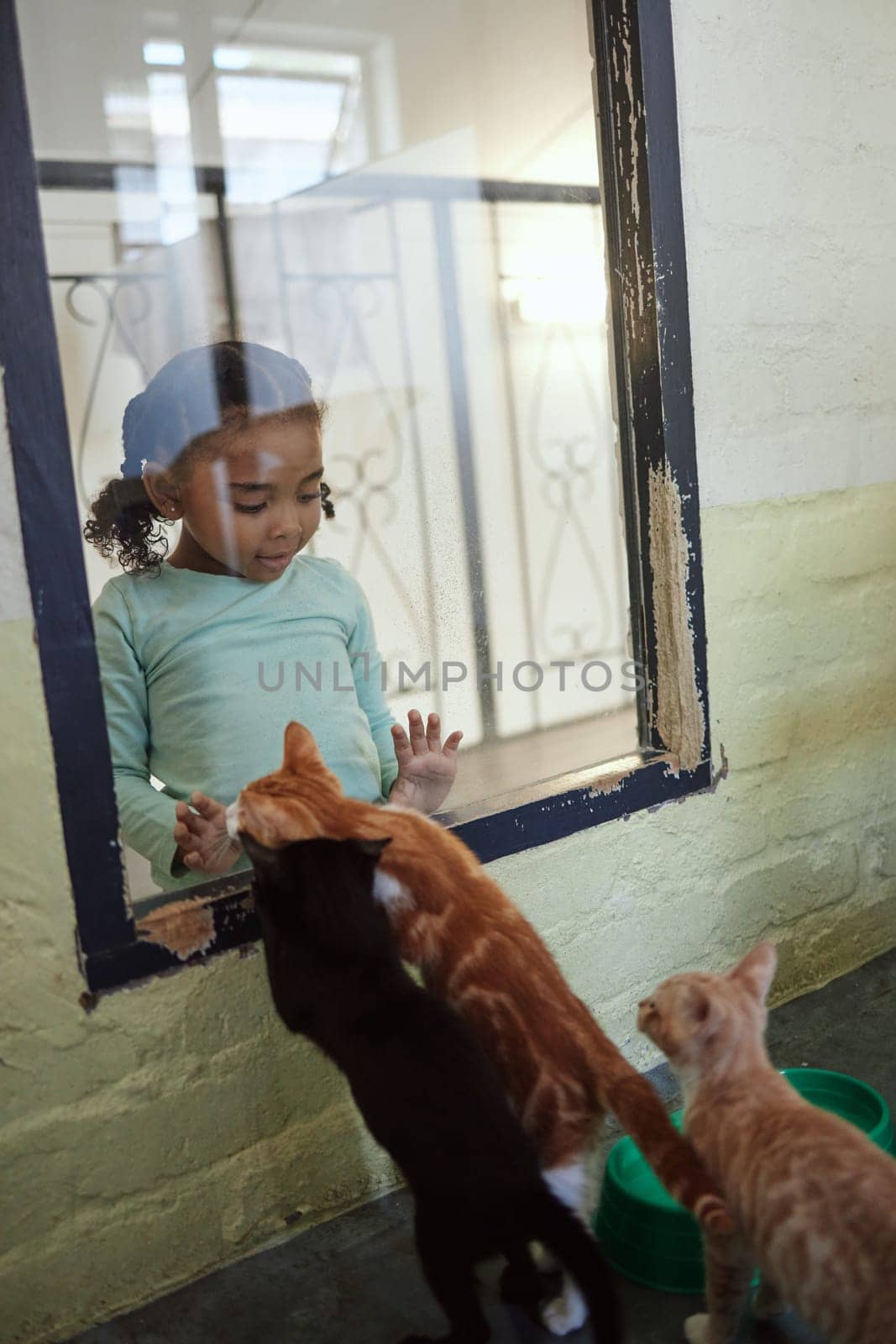 Child, girl or glass window of cat shopping in animal shelter, feline community charity or homeless rescue animals development. Kittens, cats or pets adoption foster, curious kid or volunteer youth.