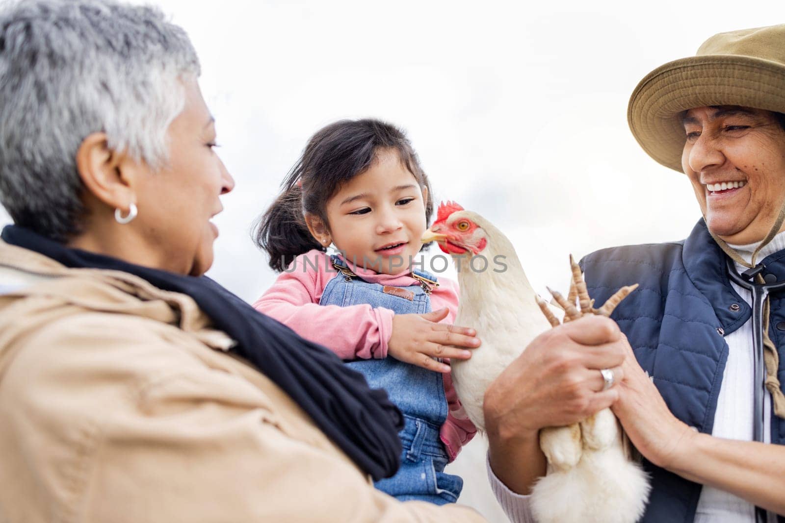 Farm, agriculture and grandparents with girl and chicken in countryside for farming, livestock and agro. Sustainability, family and child with bird for protein, animal produce and eco friendly ranch.