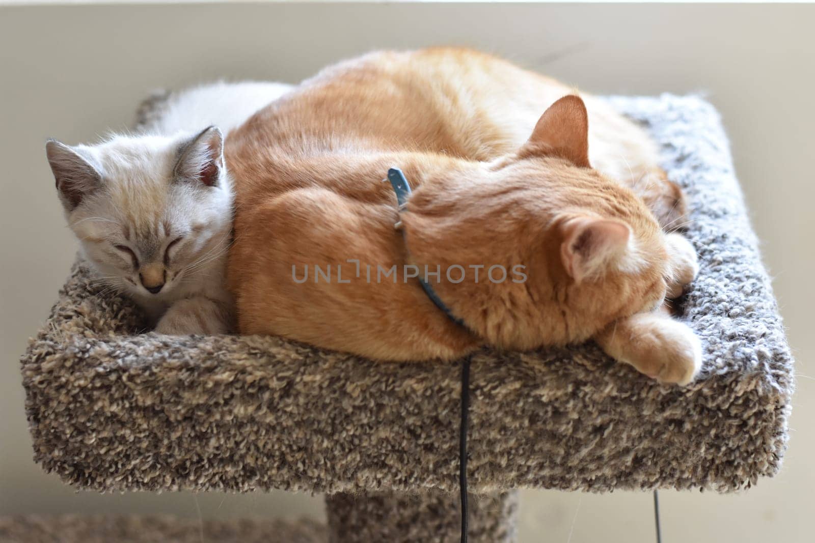 Orange Tabby Sleeping Funny and Small Kitten Awake. High quality photo