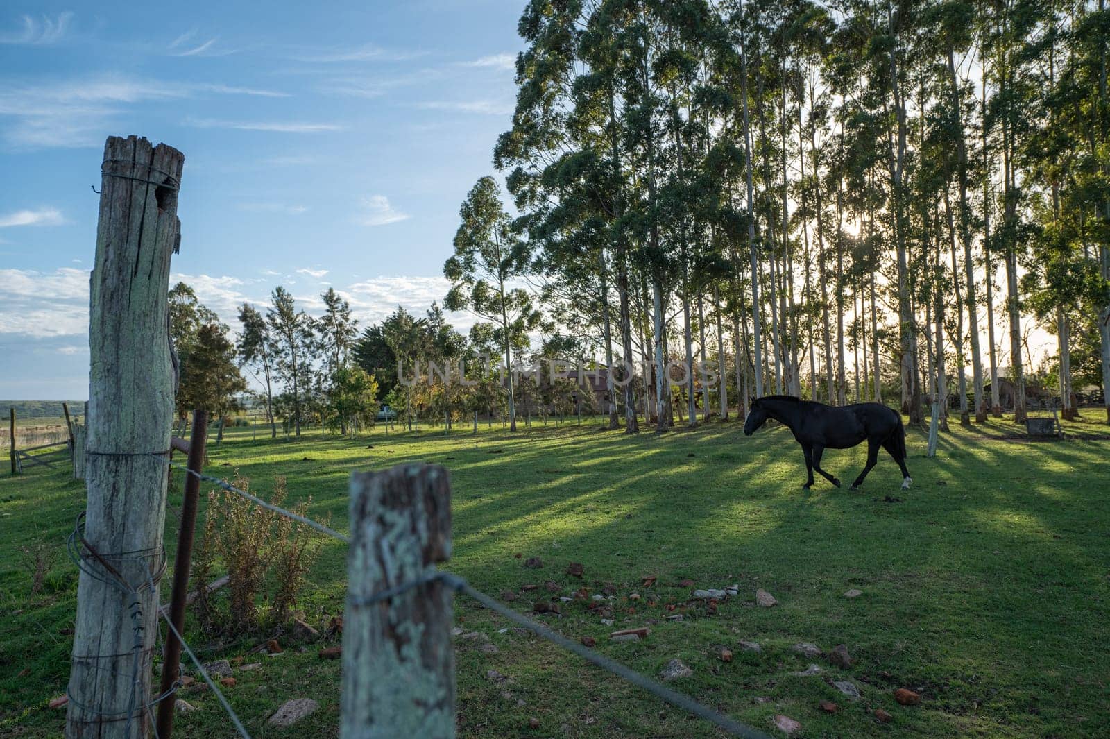 Criollo horses in the countryside of Uruguay.