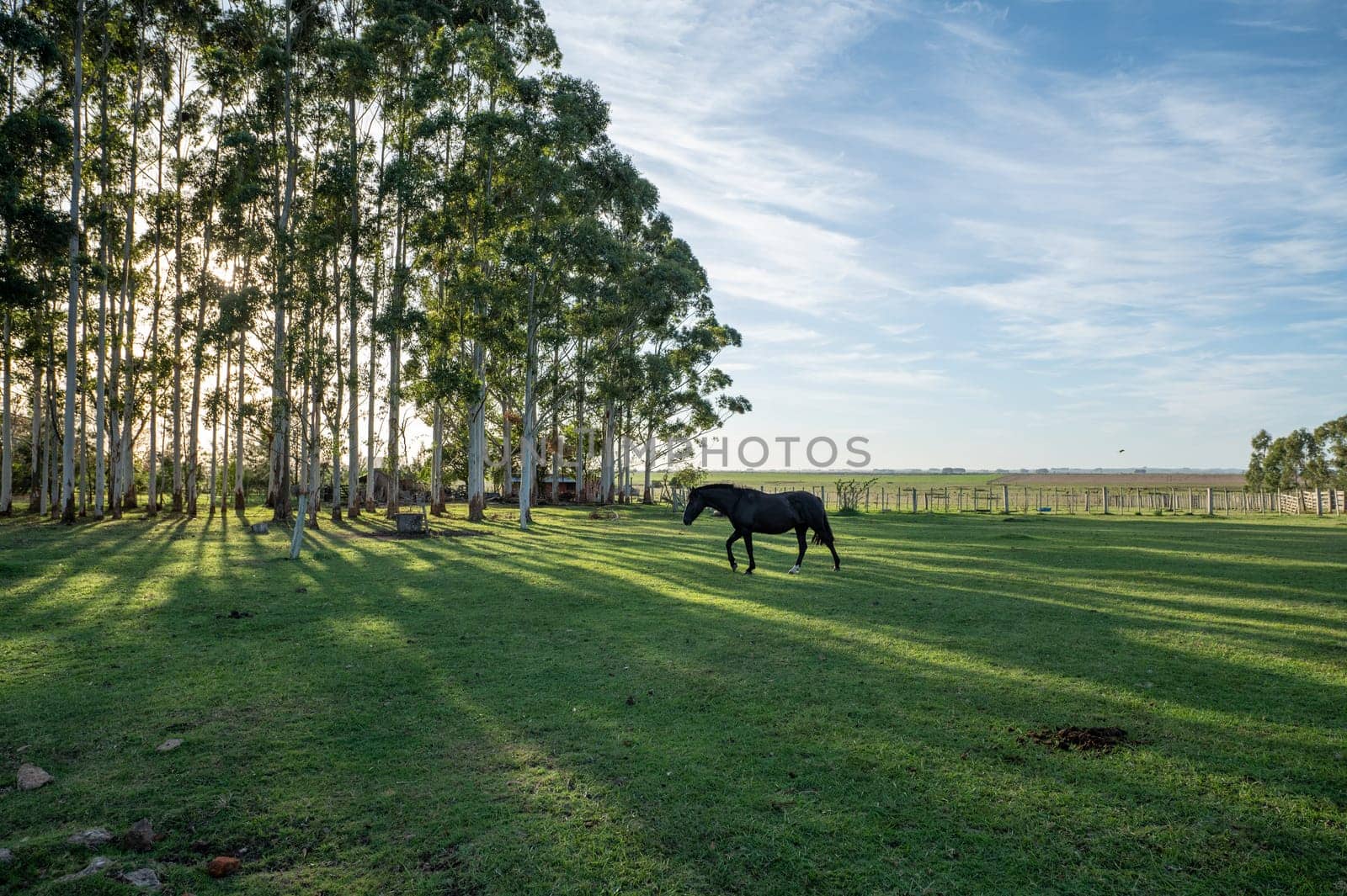 Criollo horses in the countryside of Uruguay. by martinscphoto