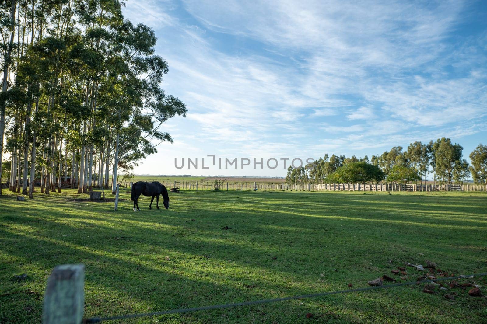 Criollo horses in the countryside of Uruguay.