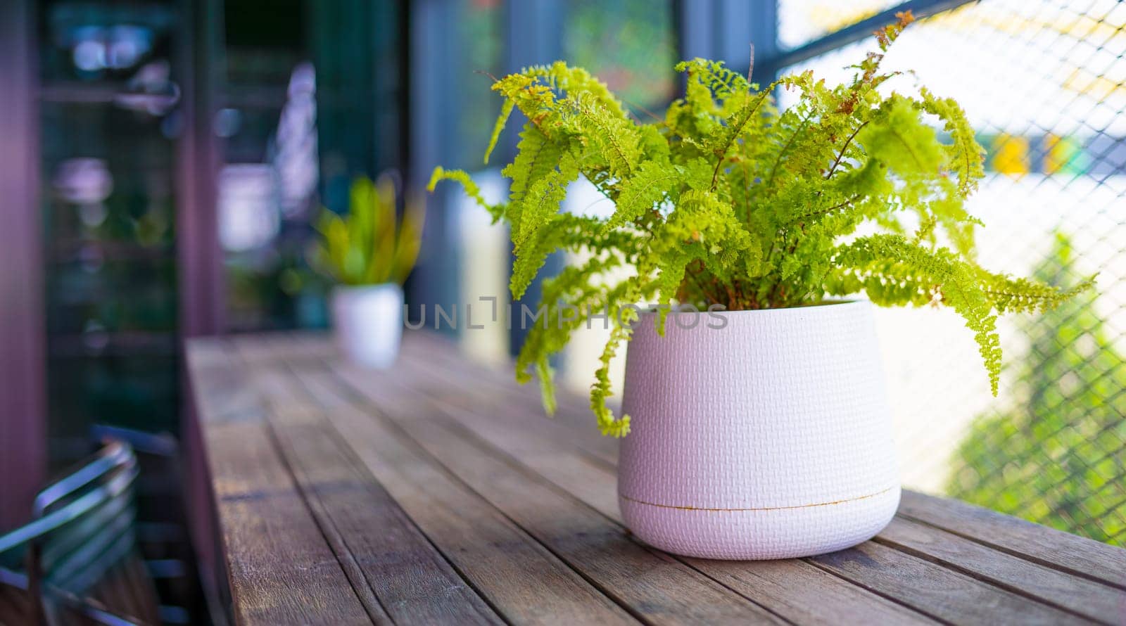Potted Fern On Wooden Table by urzine