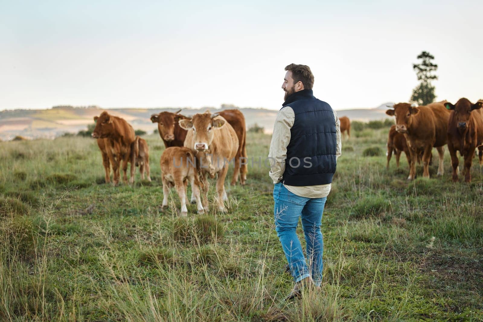 Man, farm and animals in the countryside for agriculture, travel or natural environment in nature. Male farmer or traveler walking on grass field with livestock, cattle or cows for dairy production.