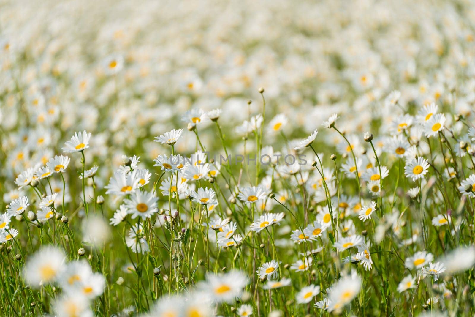 Daisy Chamomile background. Beautiful nature scene with blooming chamomilles in sun flare. Sunny day. Summer flowers