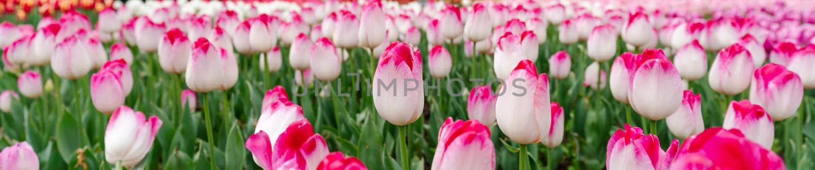 Tulip field. Pink tulips with white stripe close-up. Growing flowers in spring