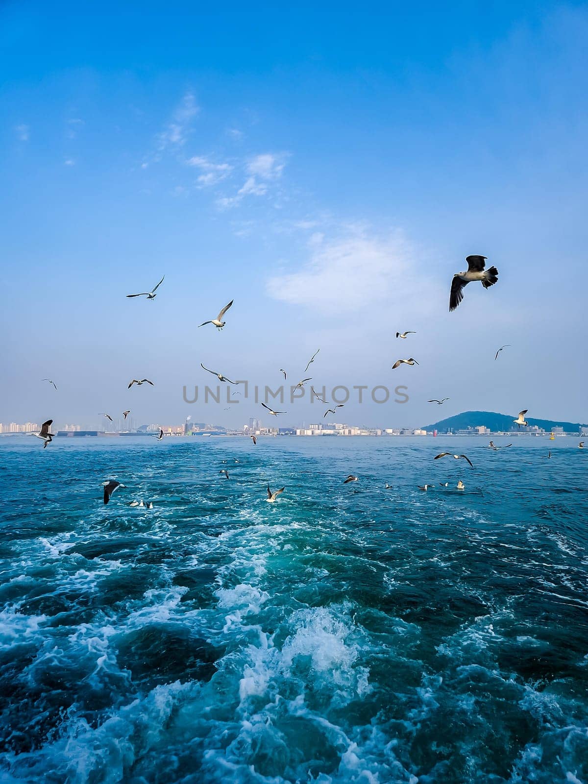 sky,atmosphere,wind,wave,vertebrate,water,cloud,horizon,bird,coastal,and,oceanic,landforms,landscape,ecoregion,flock,sea,seabird,wildlife