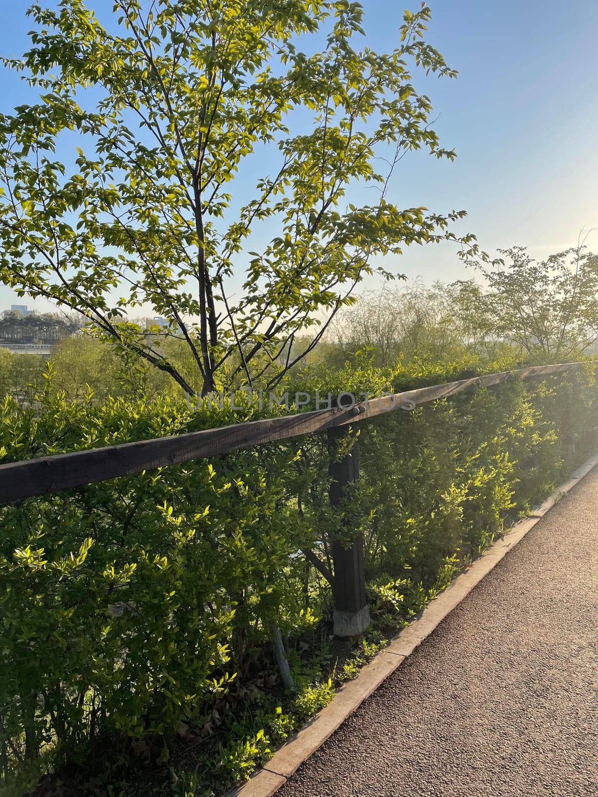 sky,woody,plant,natural,landscape,community,asphalt,hedge,branch,road,surface,grass,green,leaf,nature,spring,tree,turquoise,water