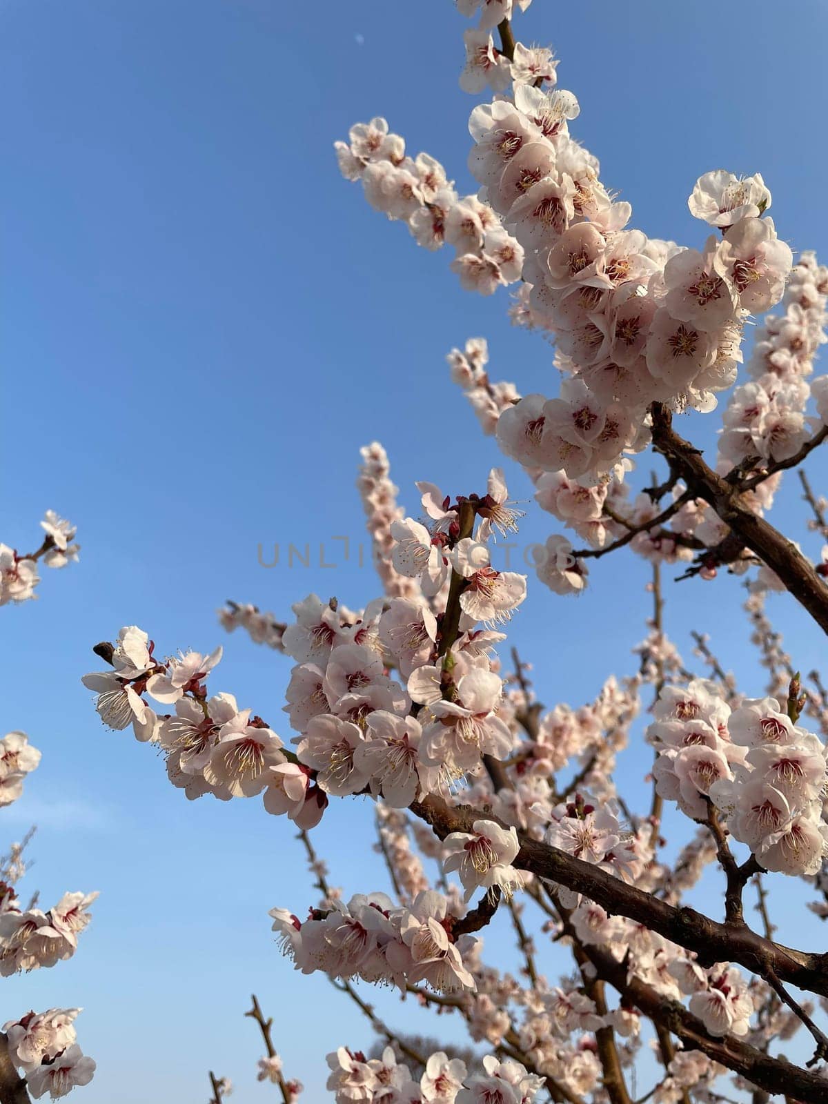 sky,blossom,tree,branch,flower,petal,plant,twig,frost,lavender,spring,winter