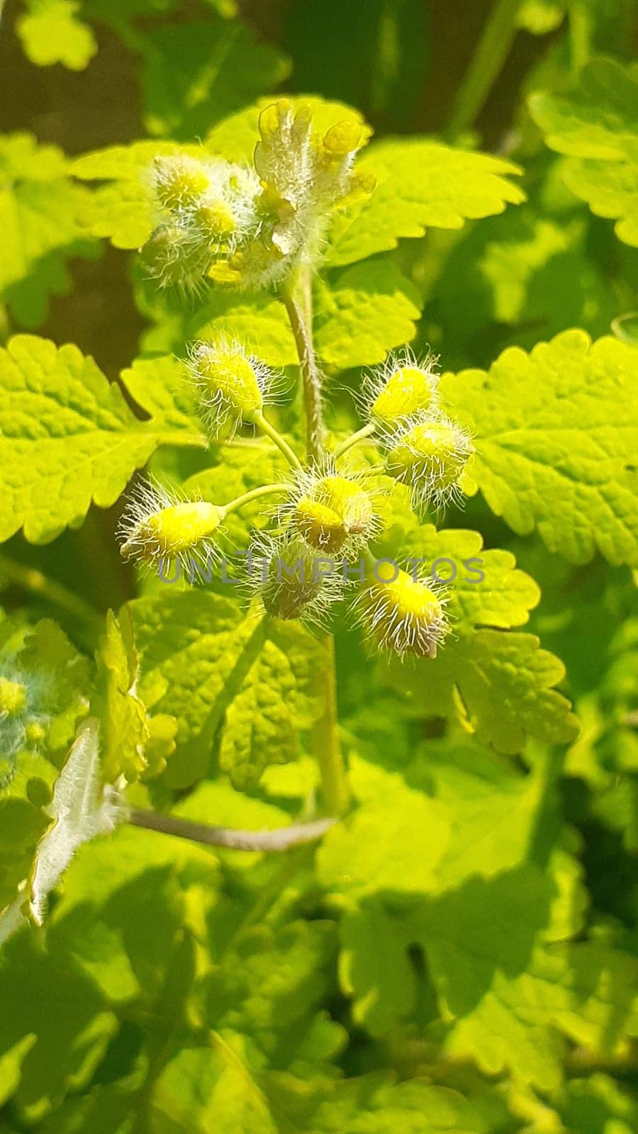 tree,subshrub,leaf,flower,plant,groundcover,herb,organism,turquoise