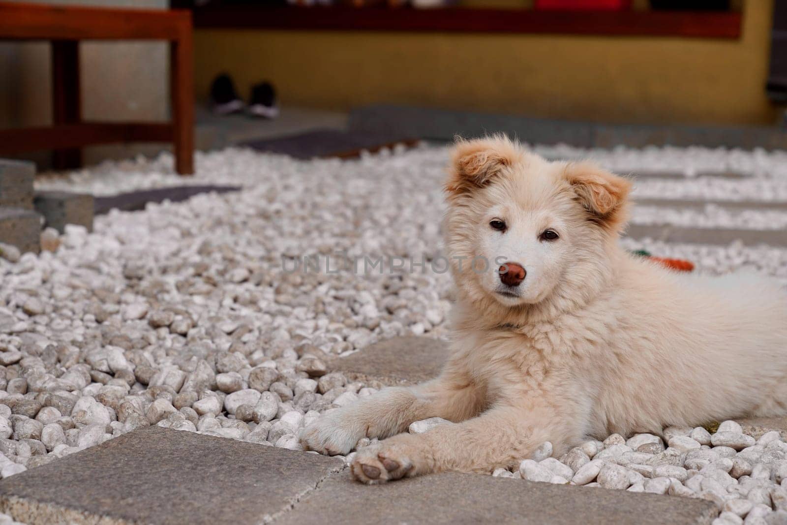 canidae,flooring,fur,carnivore,snout,dog,mammal,samoyed,vertebrate