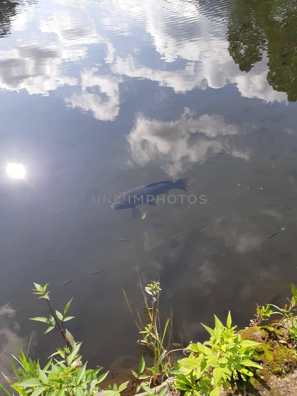 botany,vegetation,leaf,water,cloud,sunlight,watercourse,plant,daytime,fish,koi,organism,sky,underwater