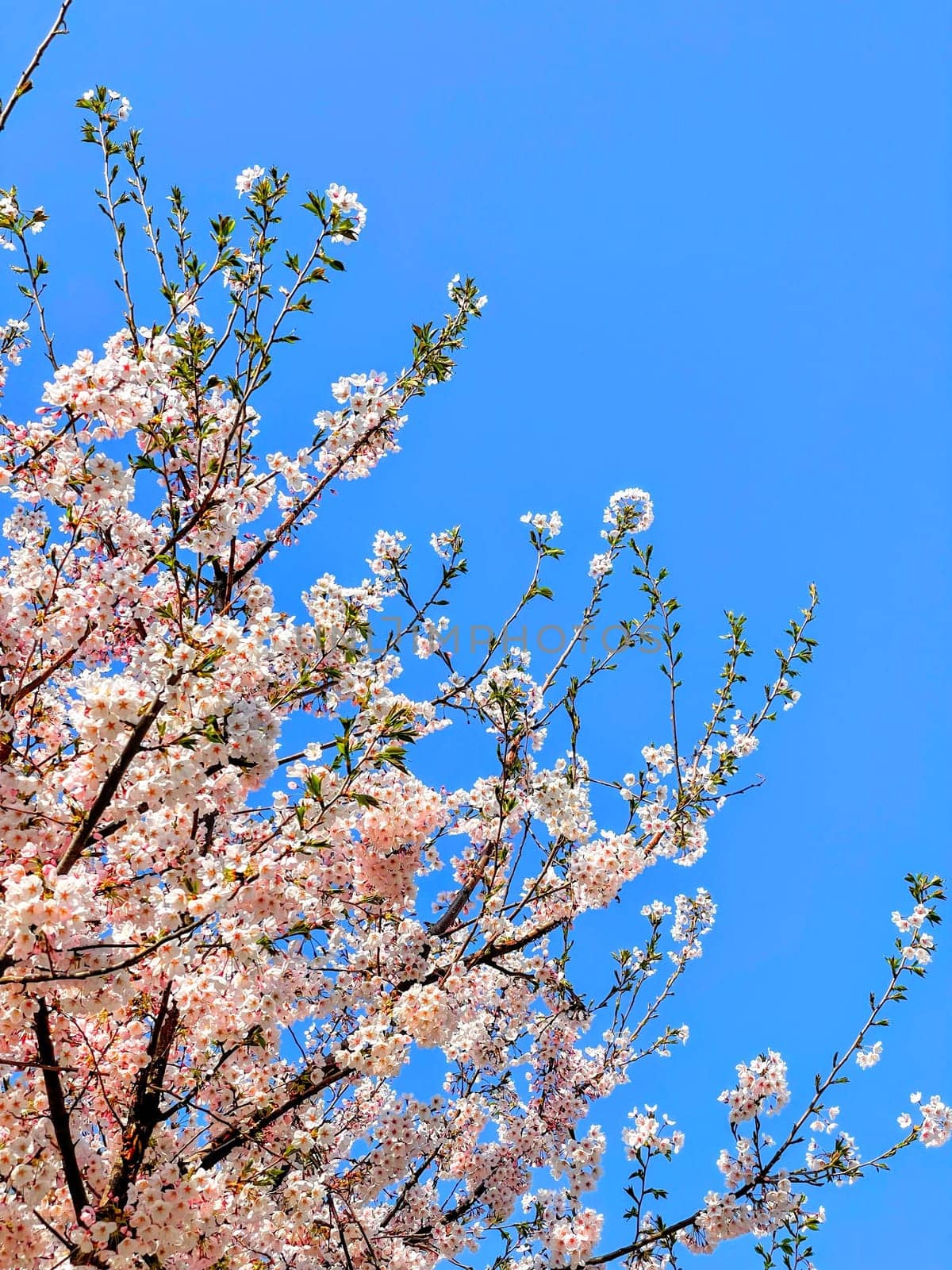 sky,blossom,tree,branch,flower,plant,twig,azure,spring,wildflower