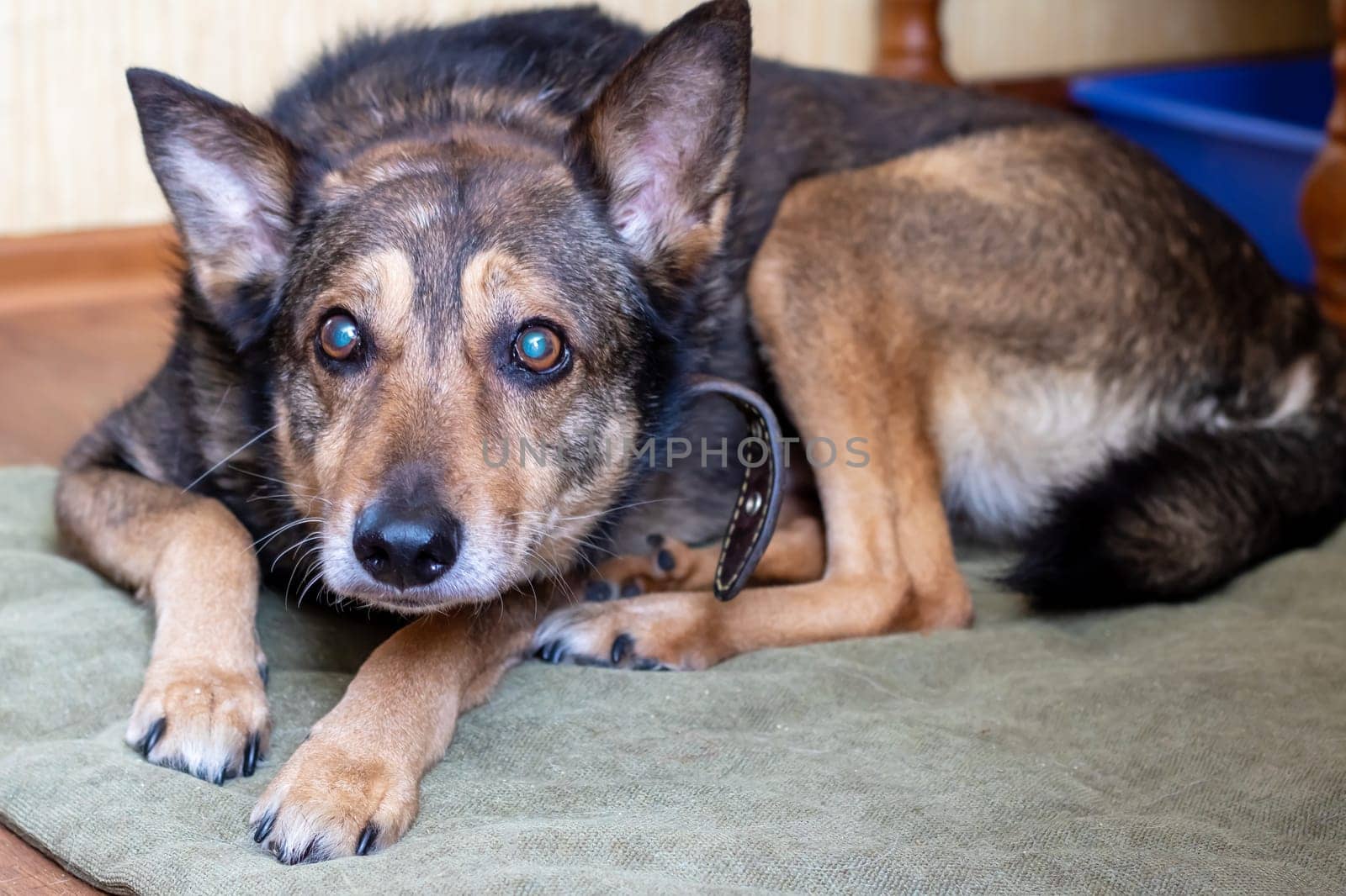 An old big dog is lying close up