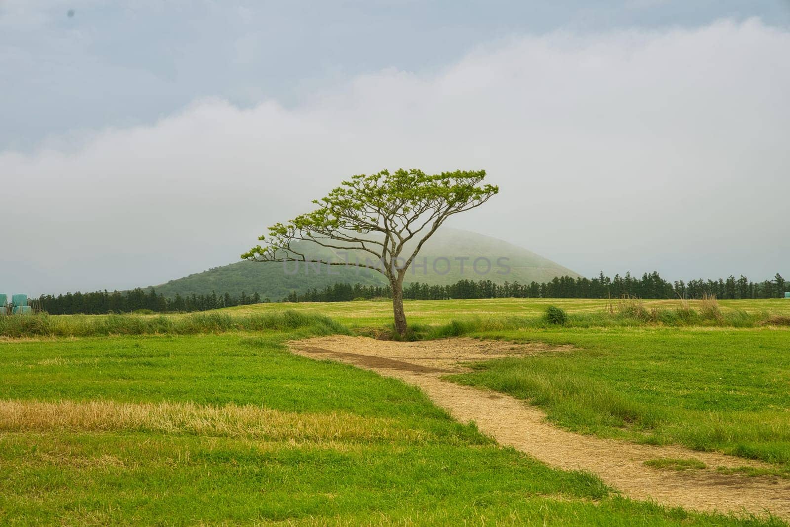 sky,tree,vegetation,cloud,agriculture,grass,plant,landscape,field,grassland,green,nature,turquoise