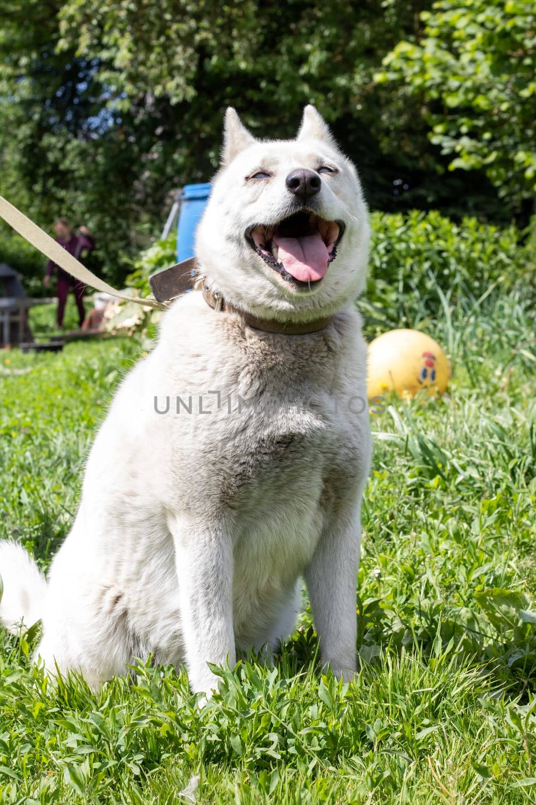 A white husky dog with blue eyes sits on the grass