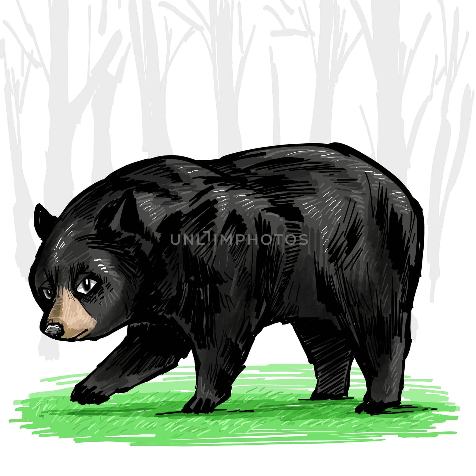 BEAR