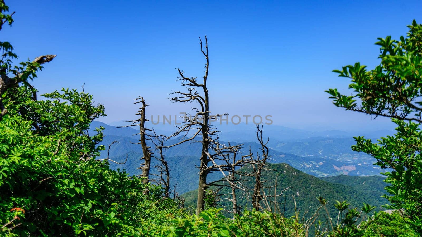 branch,nature,plant,sky,tree,vegetation