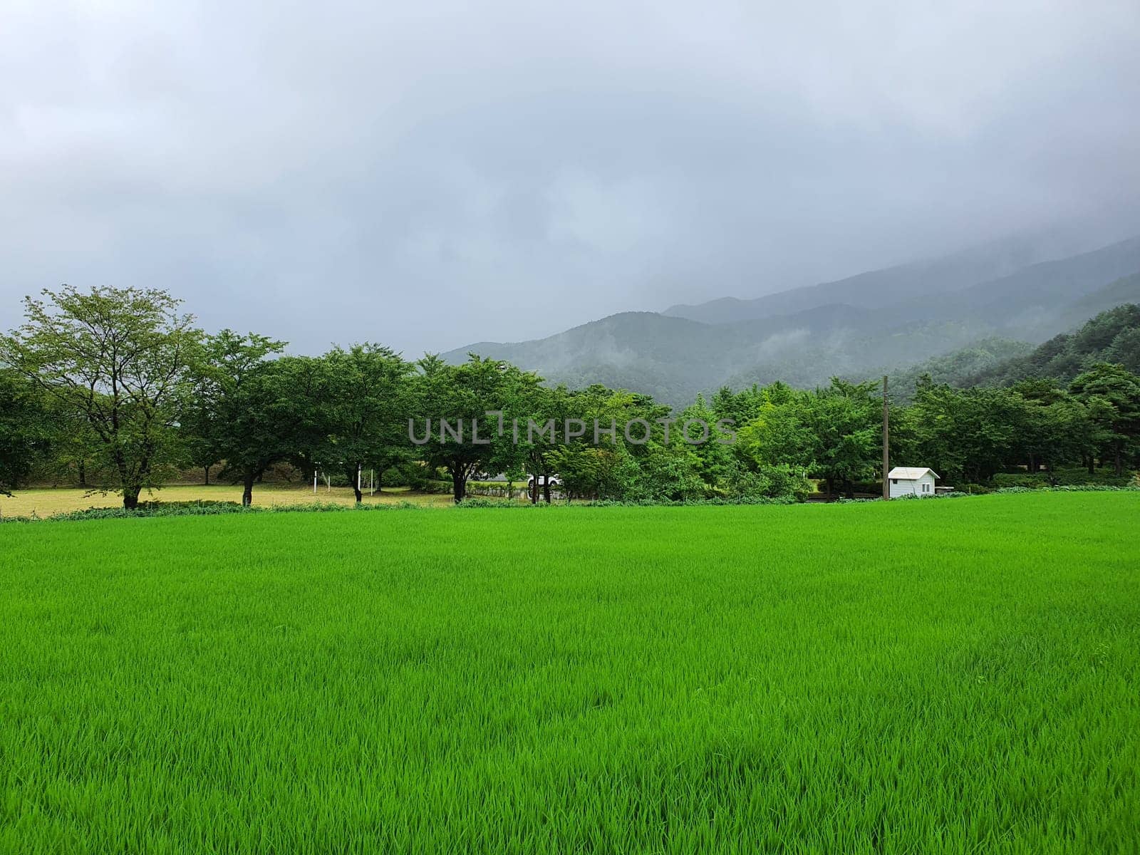 field,grass,grassland,green,nature,pasture,plain,sky