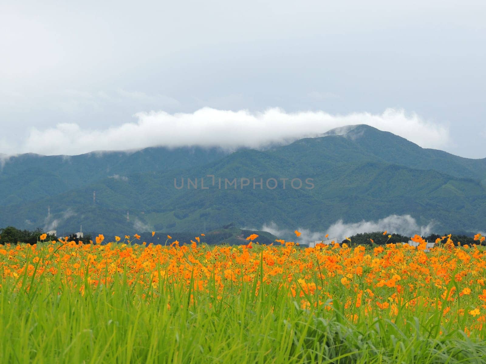 yellow,flower,cosmos,misty,cloud,mountain,landscape by ogqcorp