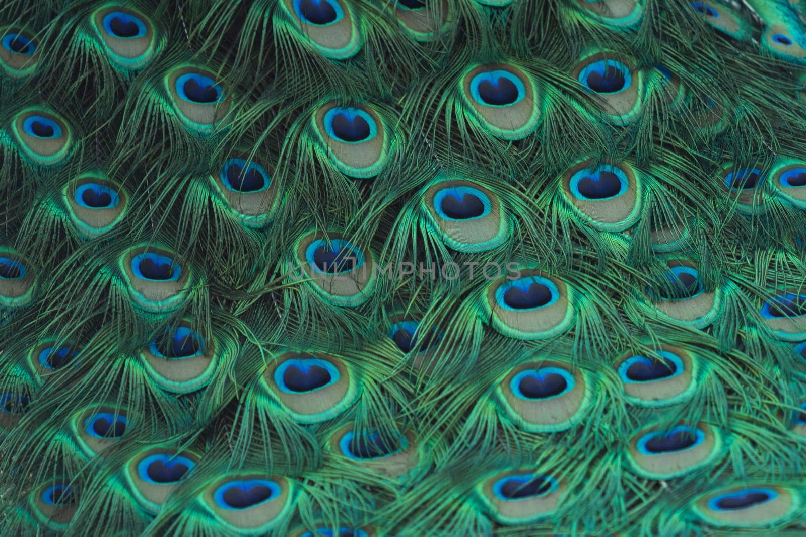 beautiful bright peacock feathers close-up , birds of paradise